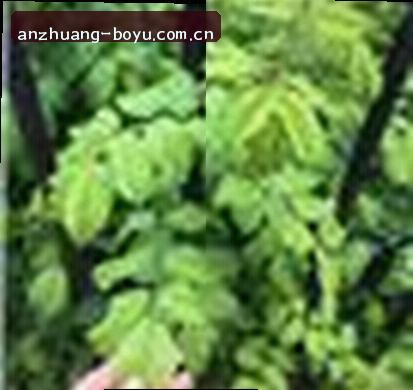 赵敏